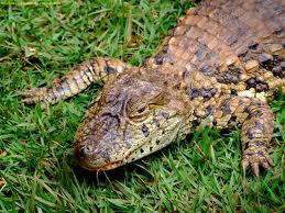 JACARÉ DE PAPO-AMARELO